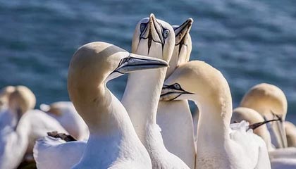 开云真人体育娱乐-炉石传说 新版本卡组打法层出不穷，炉石传说卡组分析