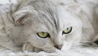 开云真人体育娱乐-炉石传说 新版本卡组打法层出不穷，炉石传说卡组分析