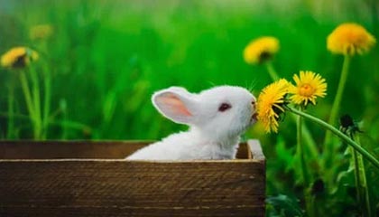 开云真人体育娱乐-炉石传说 新版本卡组打法层出不穷，炉石传说卡组分析